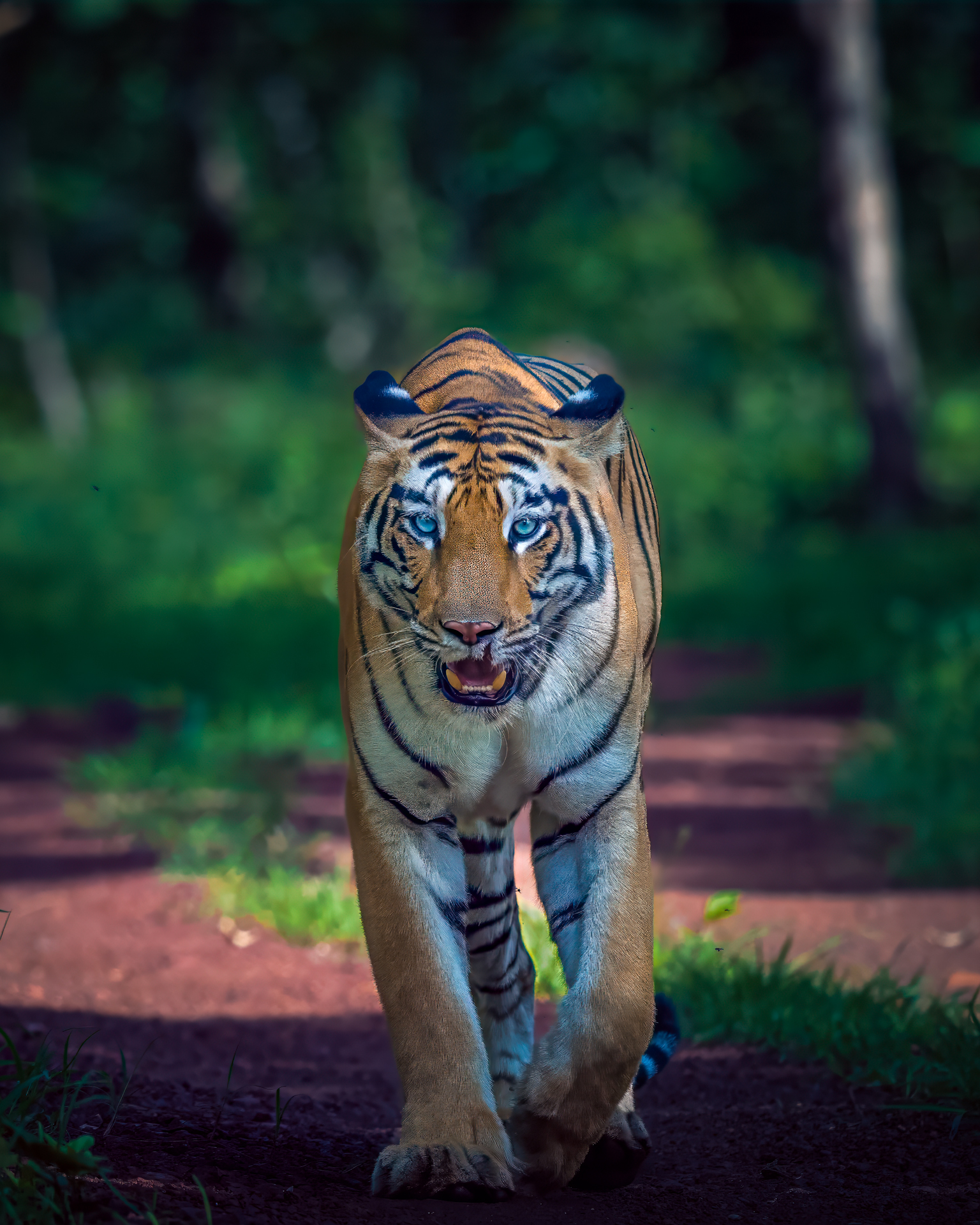 Where to See Tigers in India